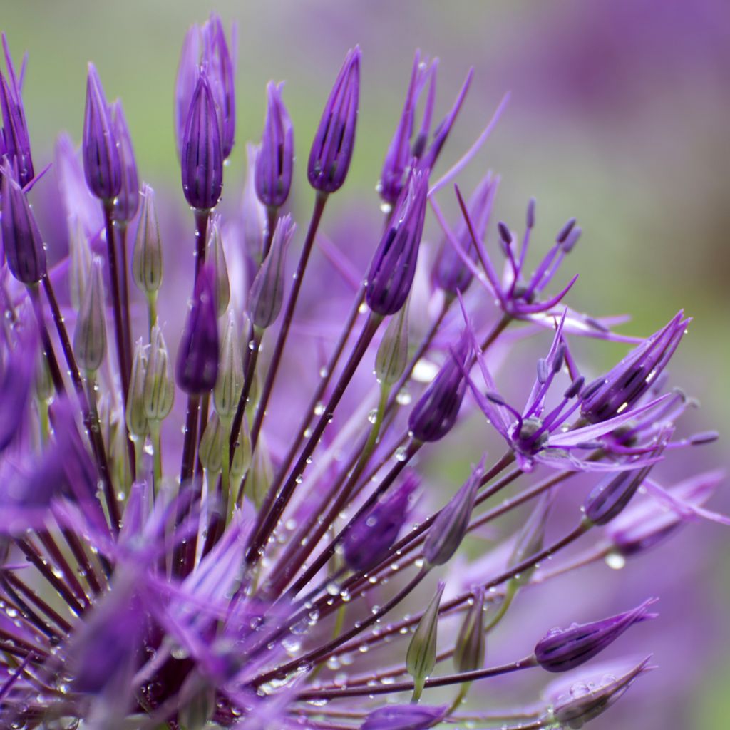 Allium aflatunense Purple Sensation