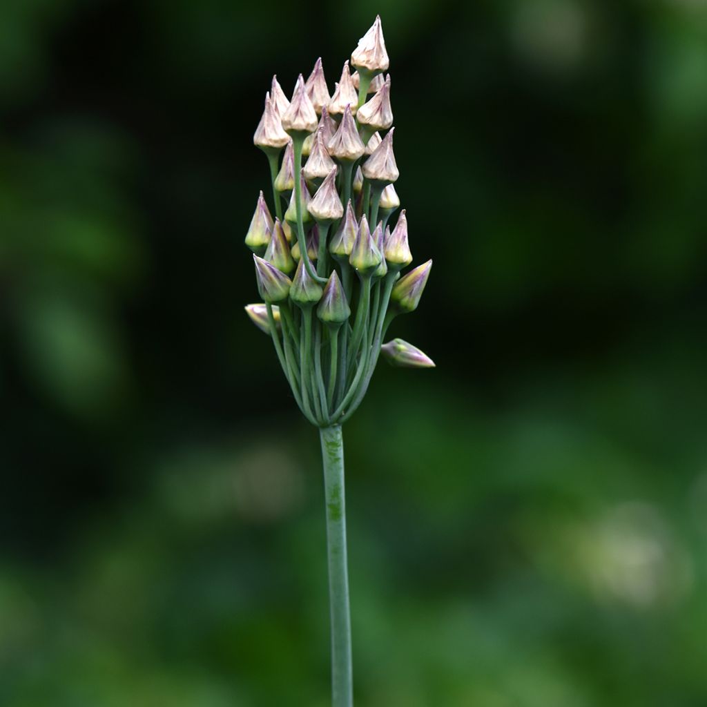 Allium nectaroscordum