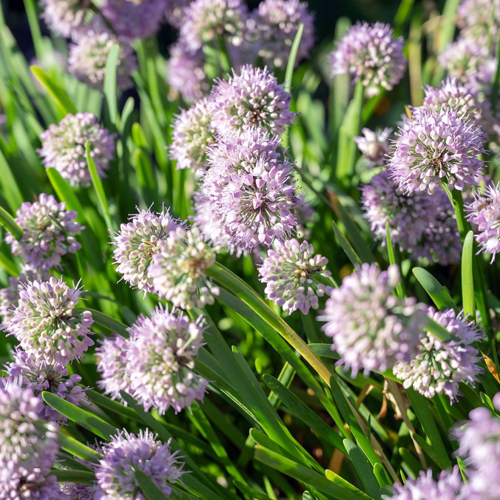 Allium senescens subsp. montanum Summer Beauty
