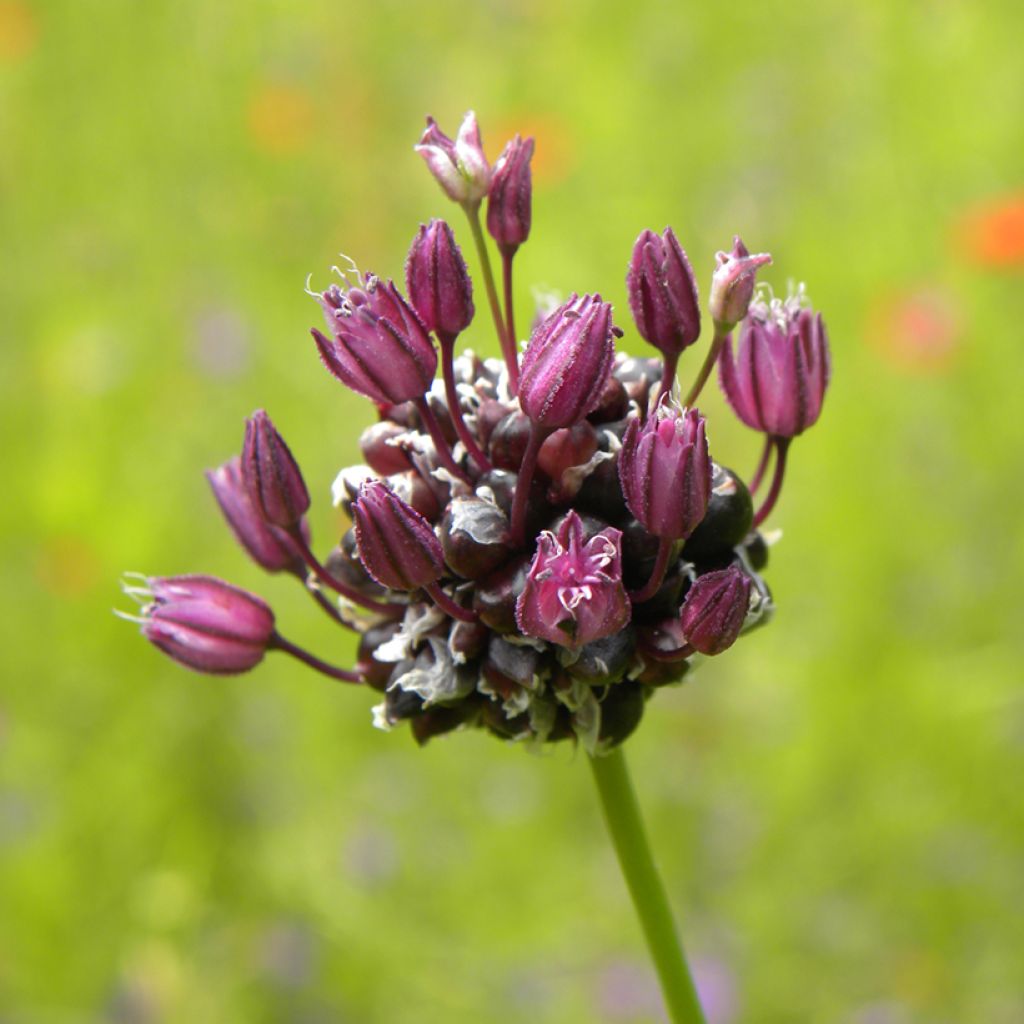 Rocambole Garlic - Allium scorodoprasum