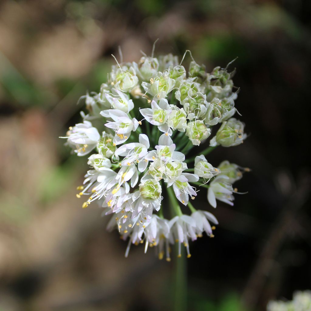 Allium cernuum White Dwarf - Ail penché nain à fleurs blanches