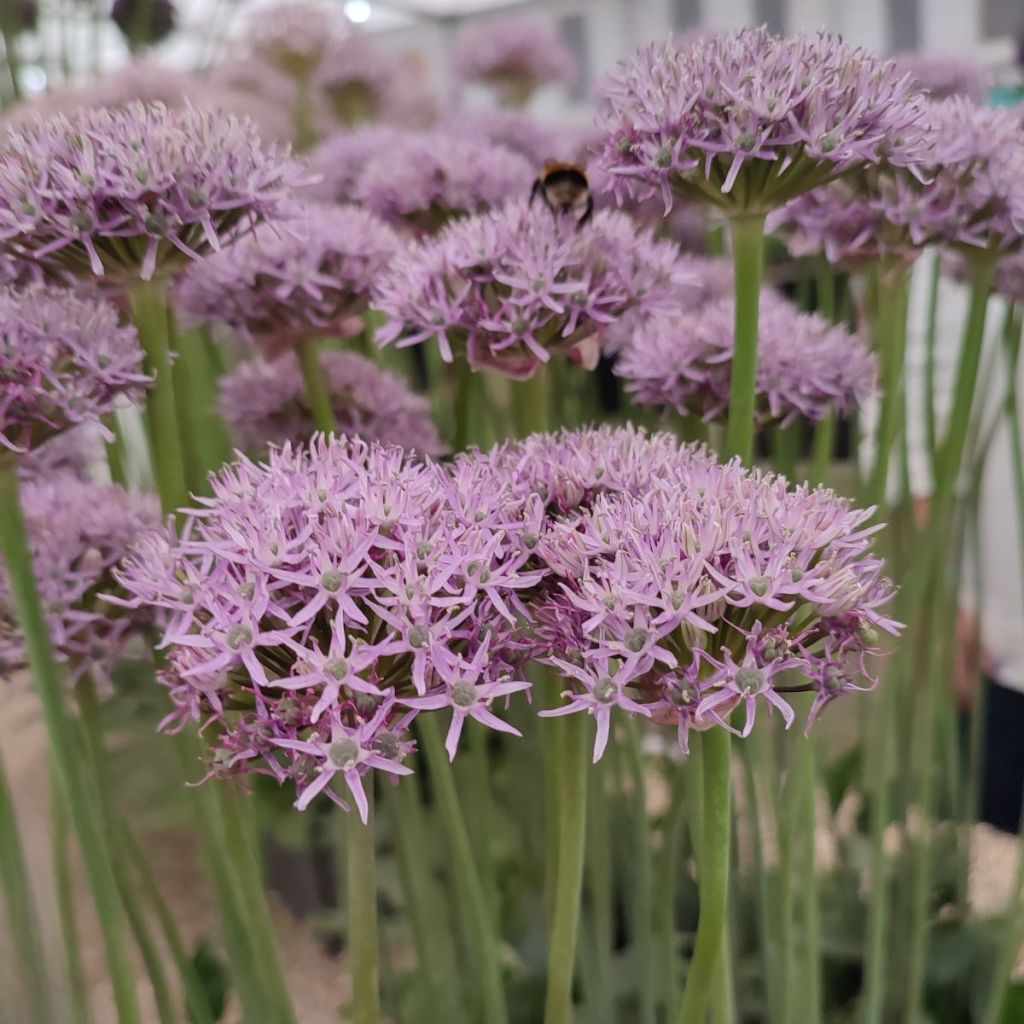 Allium New York