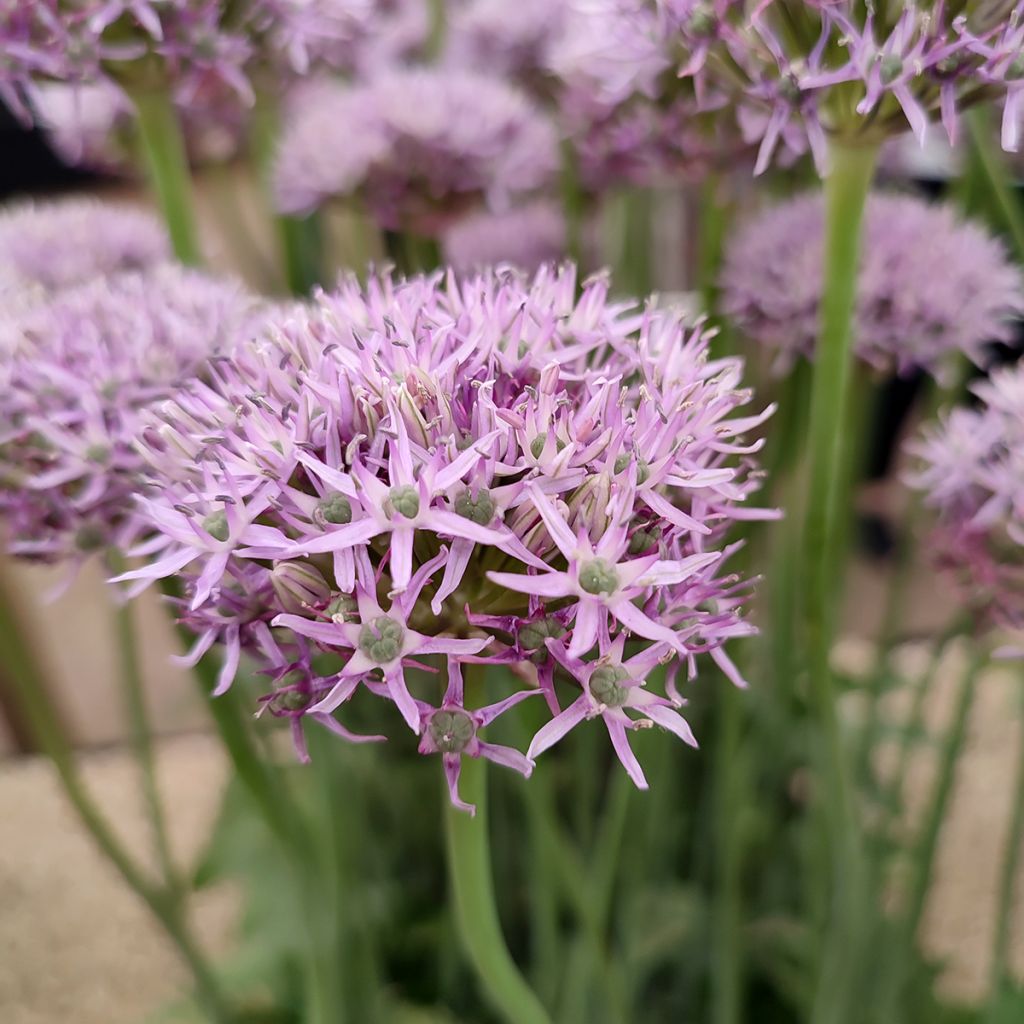 Allium New York
