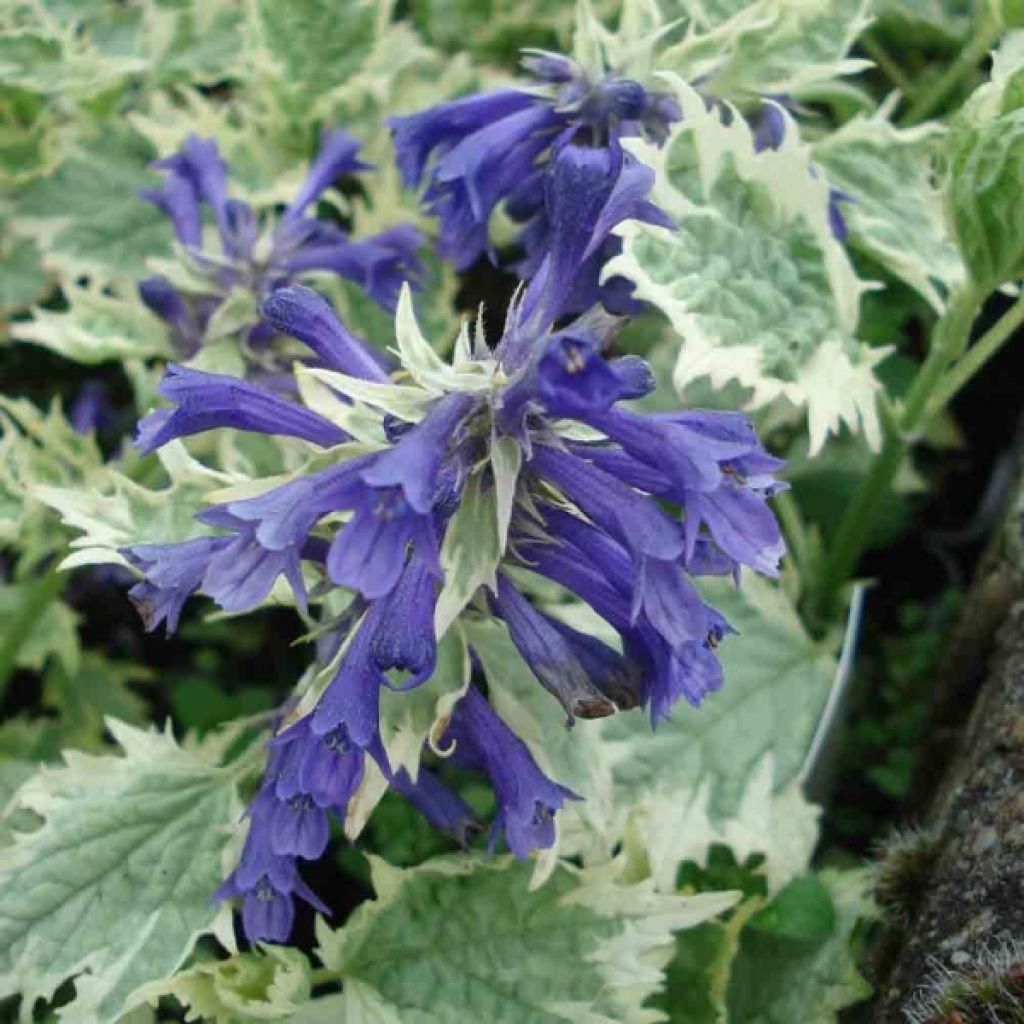 Ajuga incisa Frosted Jade