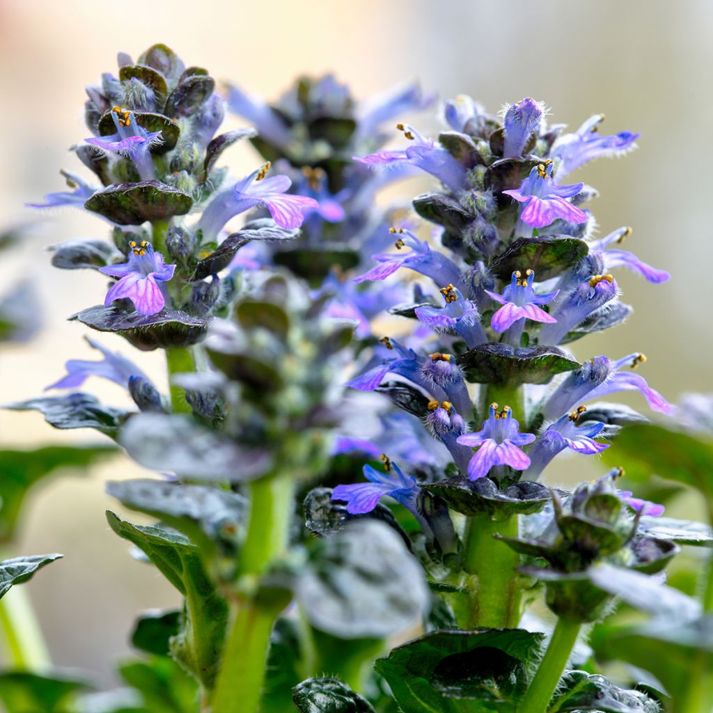 Ajuga pyramidalis Metallica Crispa - Pyramidal bugle