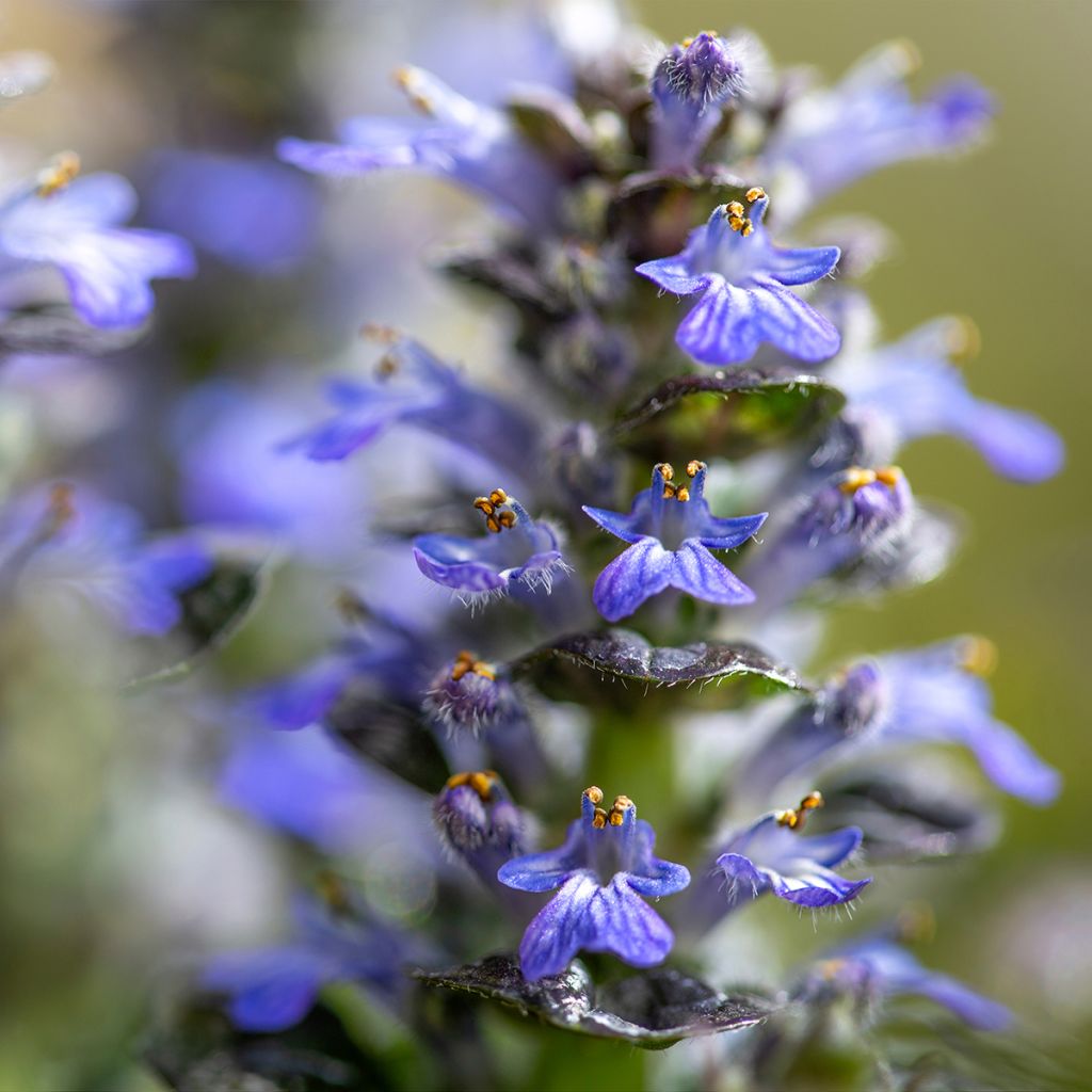 Ajuga pyramidalis Metallica Crispa - Pyramidal bugle