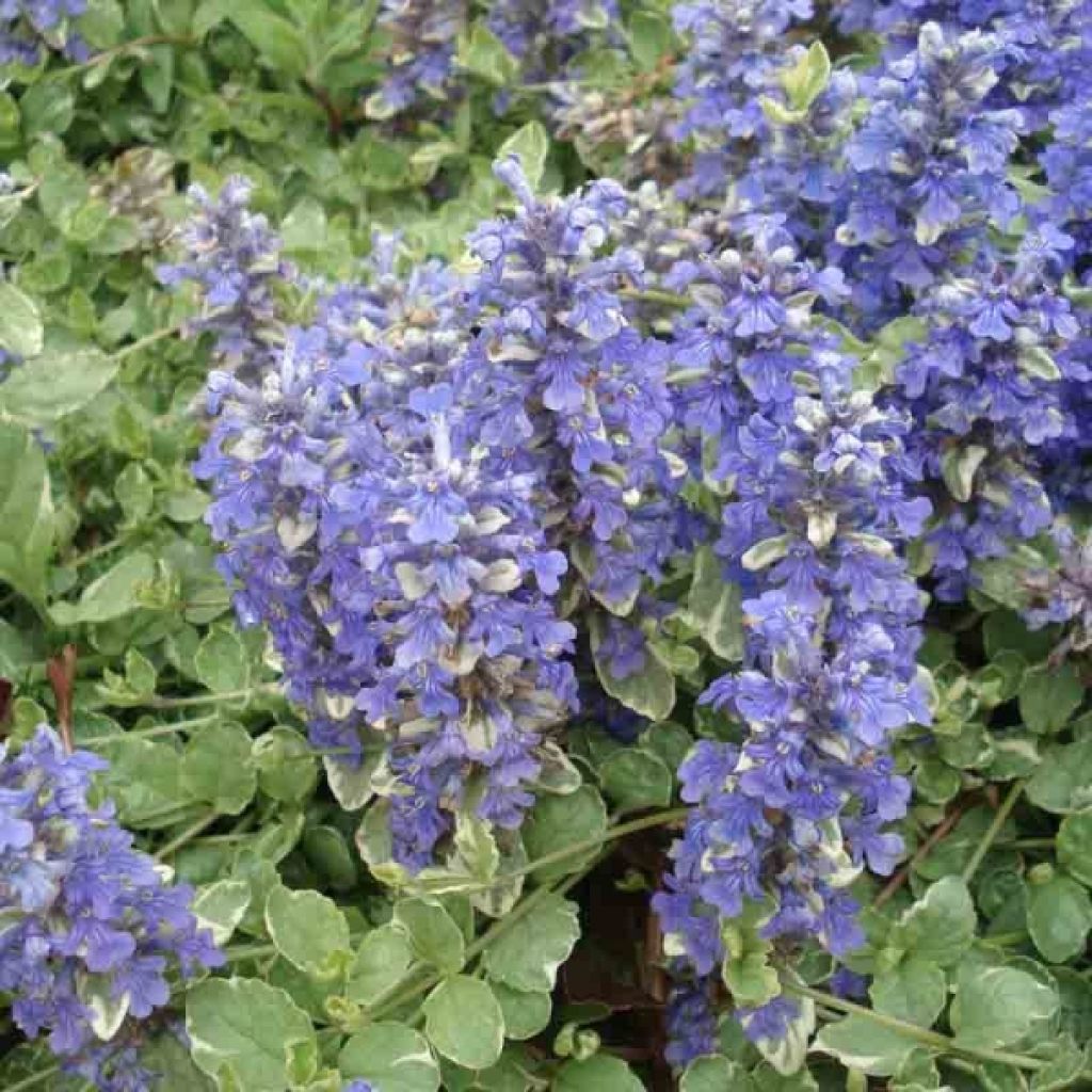 Ajuga reptans Variegata
