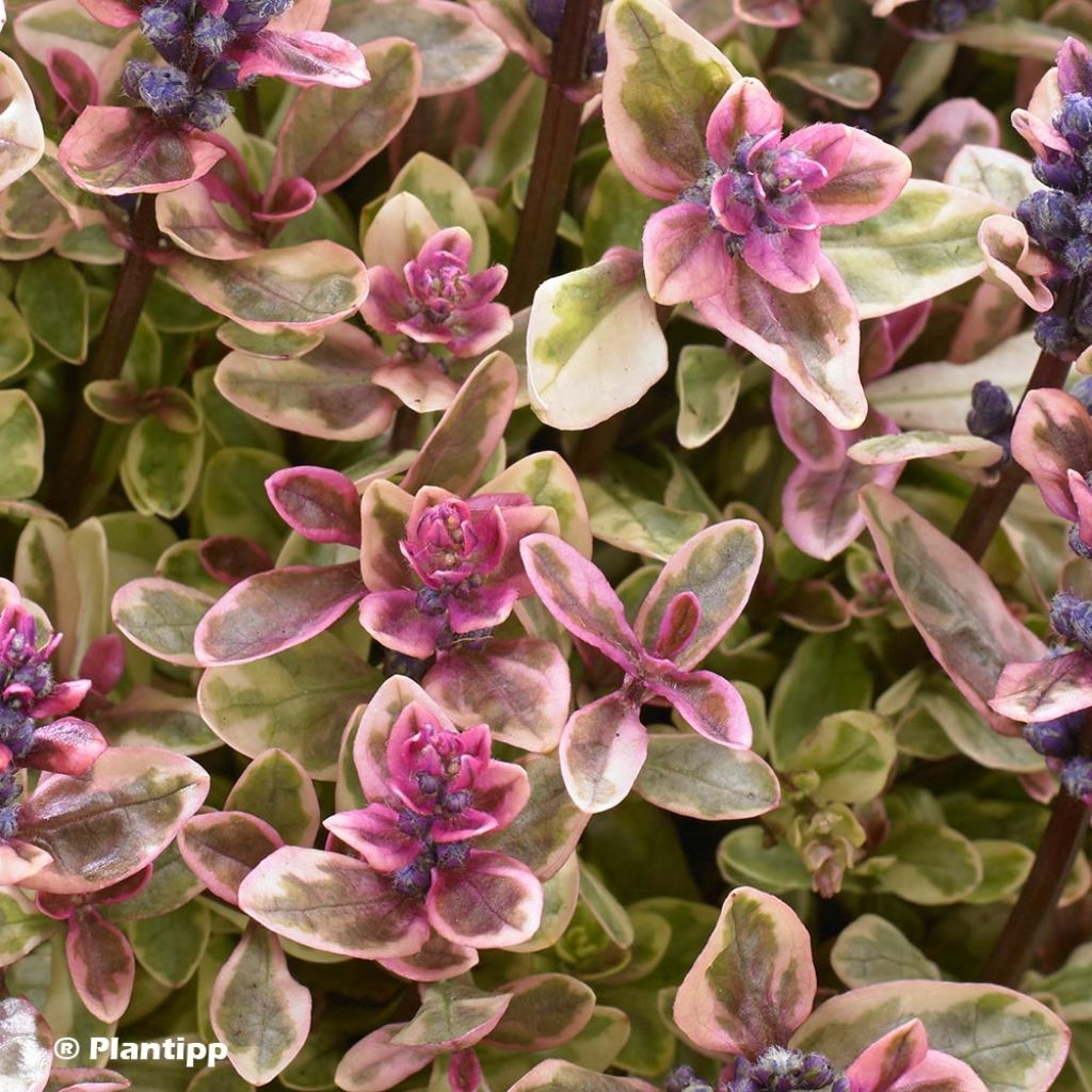 Ajuga x tenorii Princess Nadia