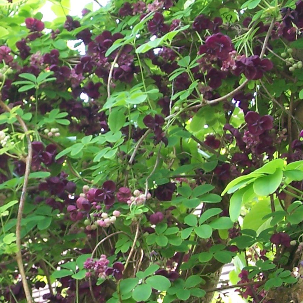 Akebia quinata var. Rosea