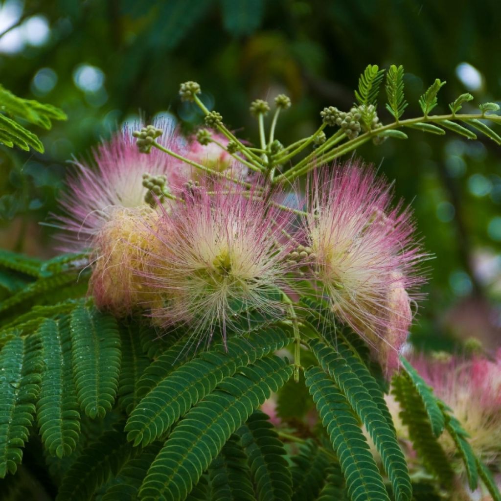 Albizia julibrissin Ombrella