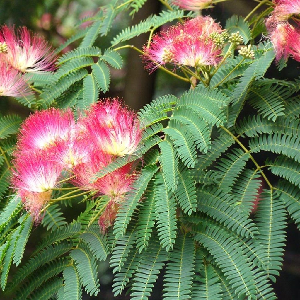Albizia julibrissin Rouge Selection