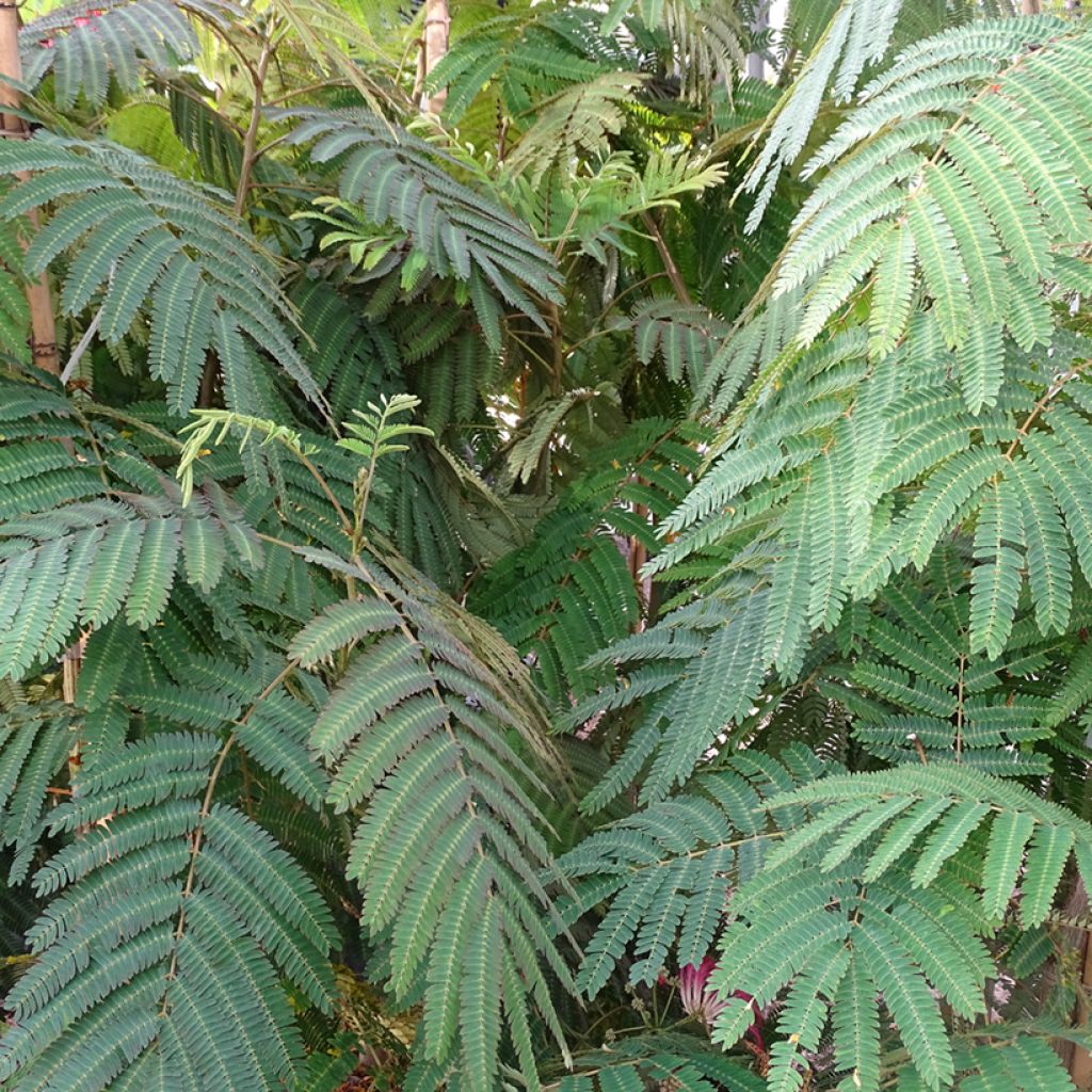 Albizia julibrissin Rouge Selection