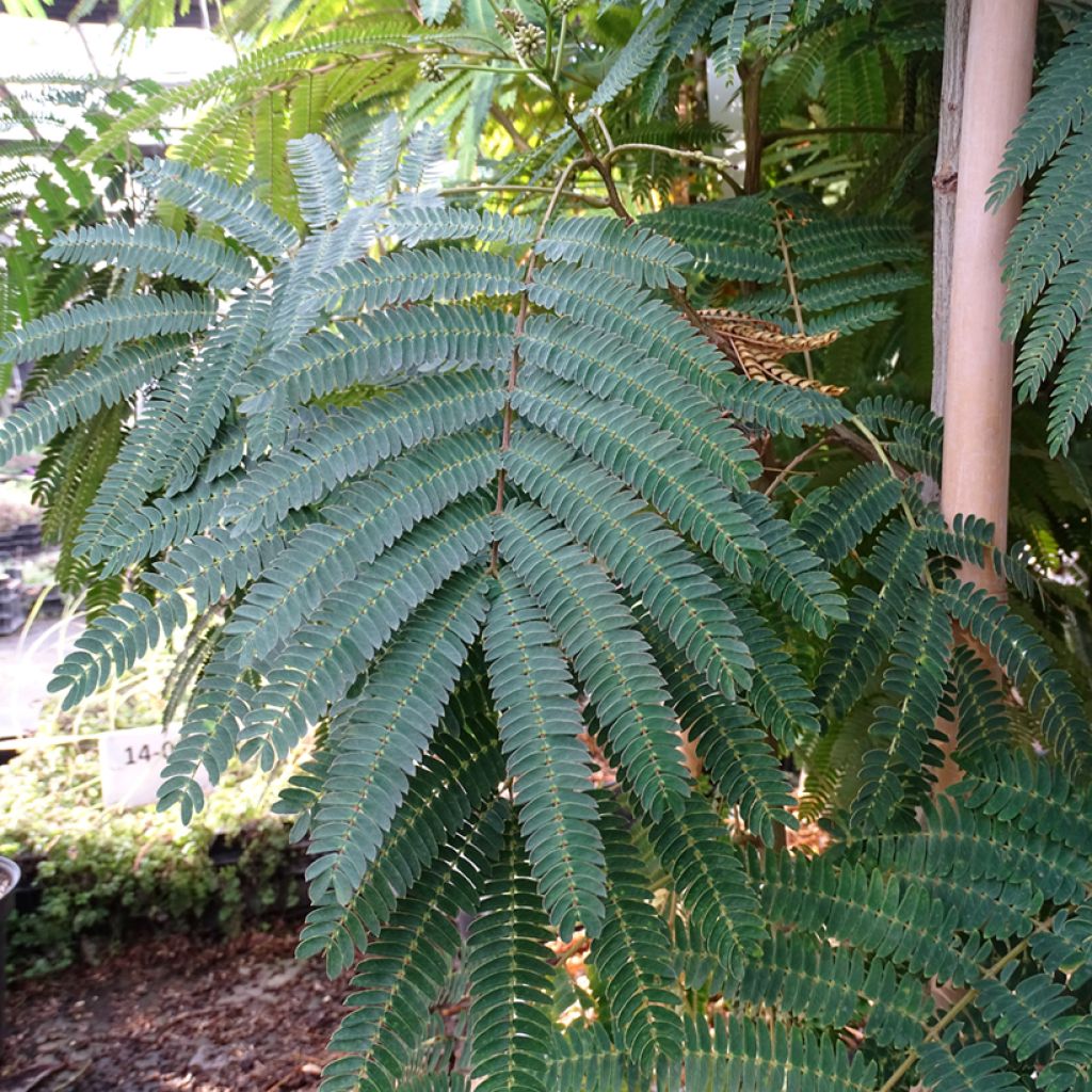 Albizia julibrissin Rouge Selection