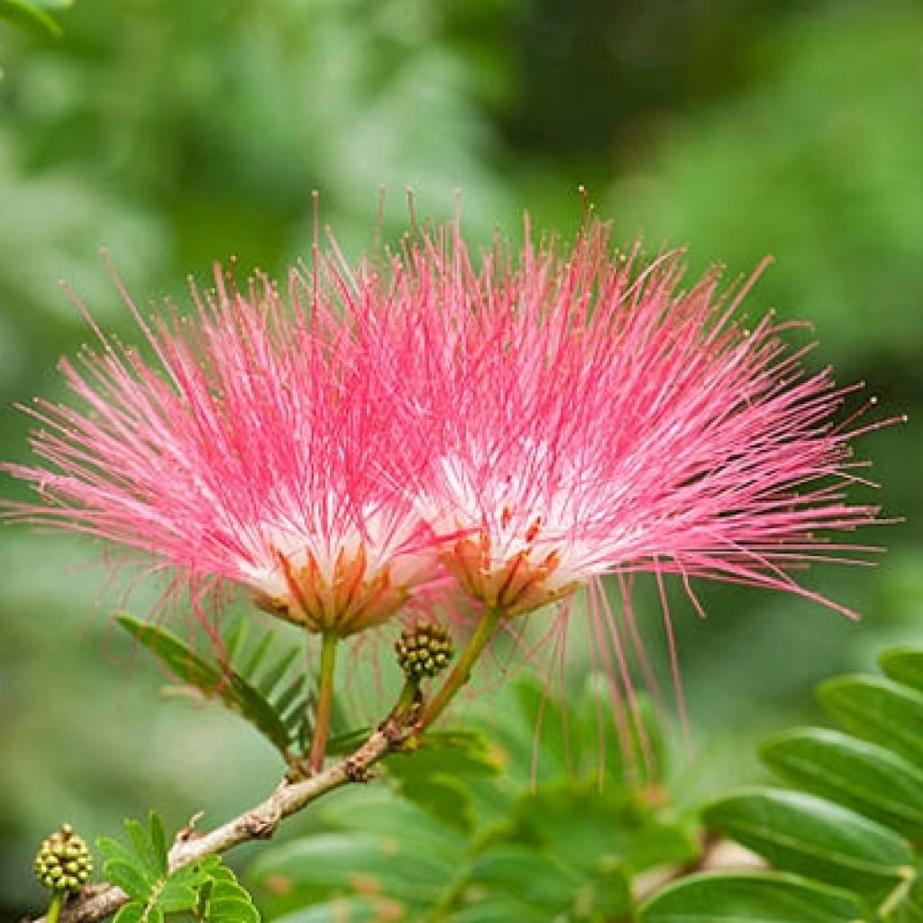 Albizia julibrissin Evis Purple