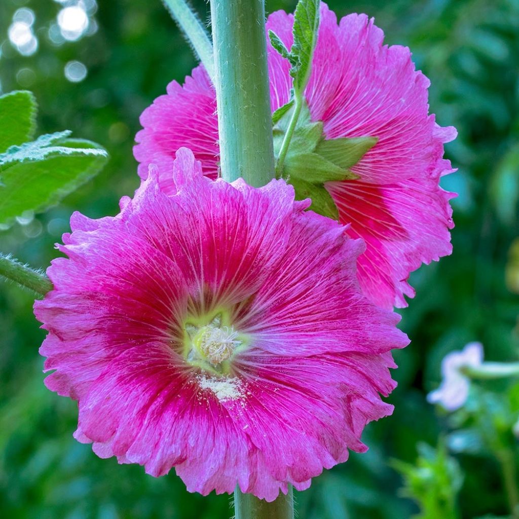 Alcea ficifolia 