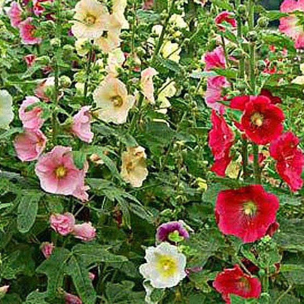 Alcea ficifolia 