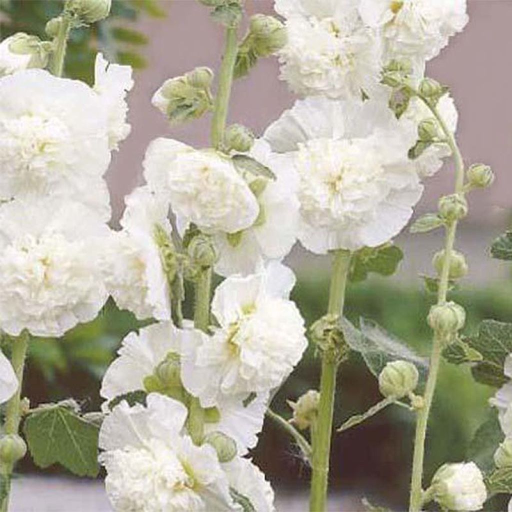 Alcea rosea Chaters Double White - Hollyhock