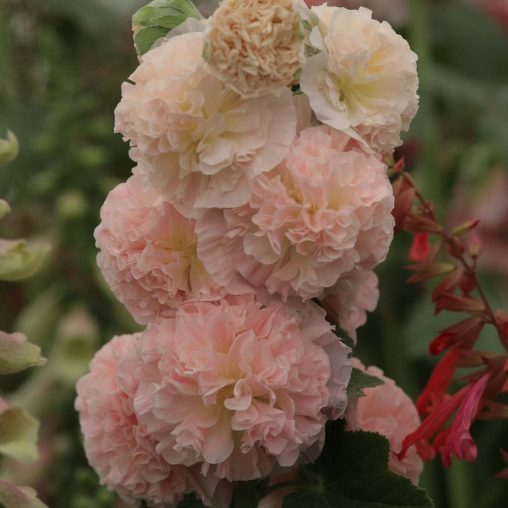 Alcea rosea Chaters Double salmon - Hollyhock