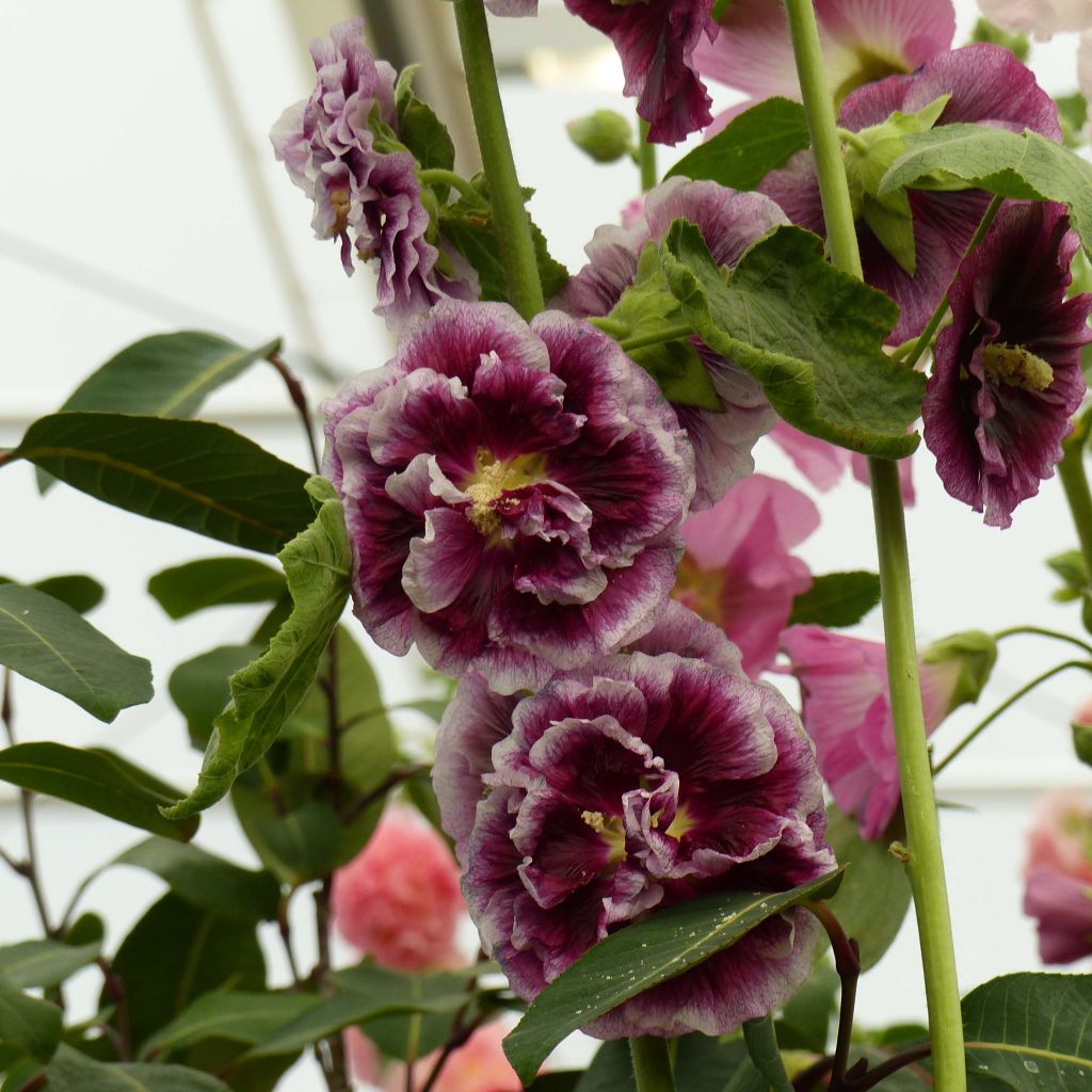 Alcea rosea 'Crème de Cassis'