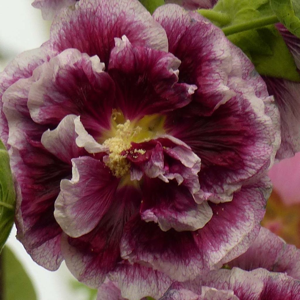 Alcea rosea 'Crème de Cassis'
