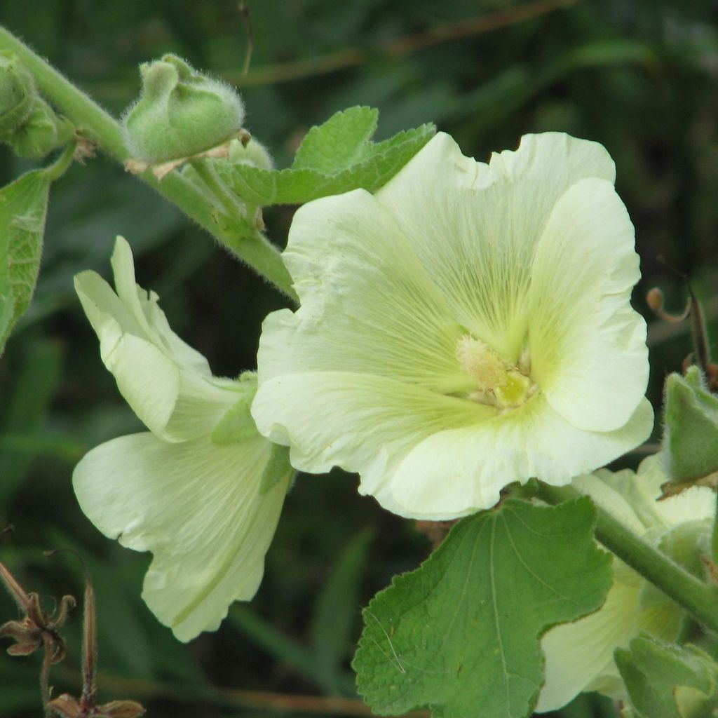 Alcea rugosa 