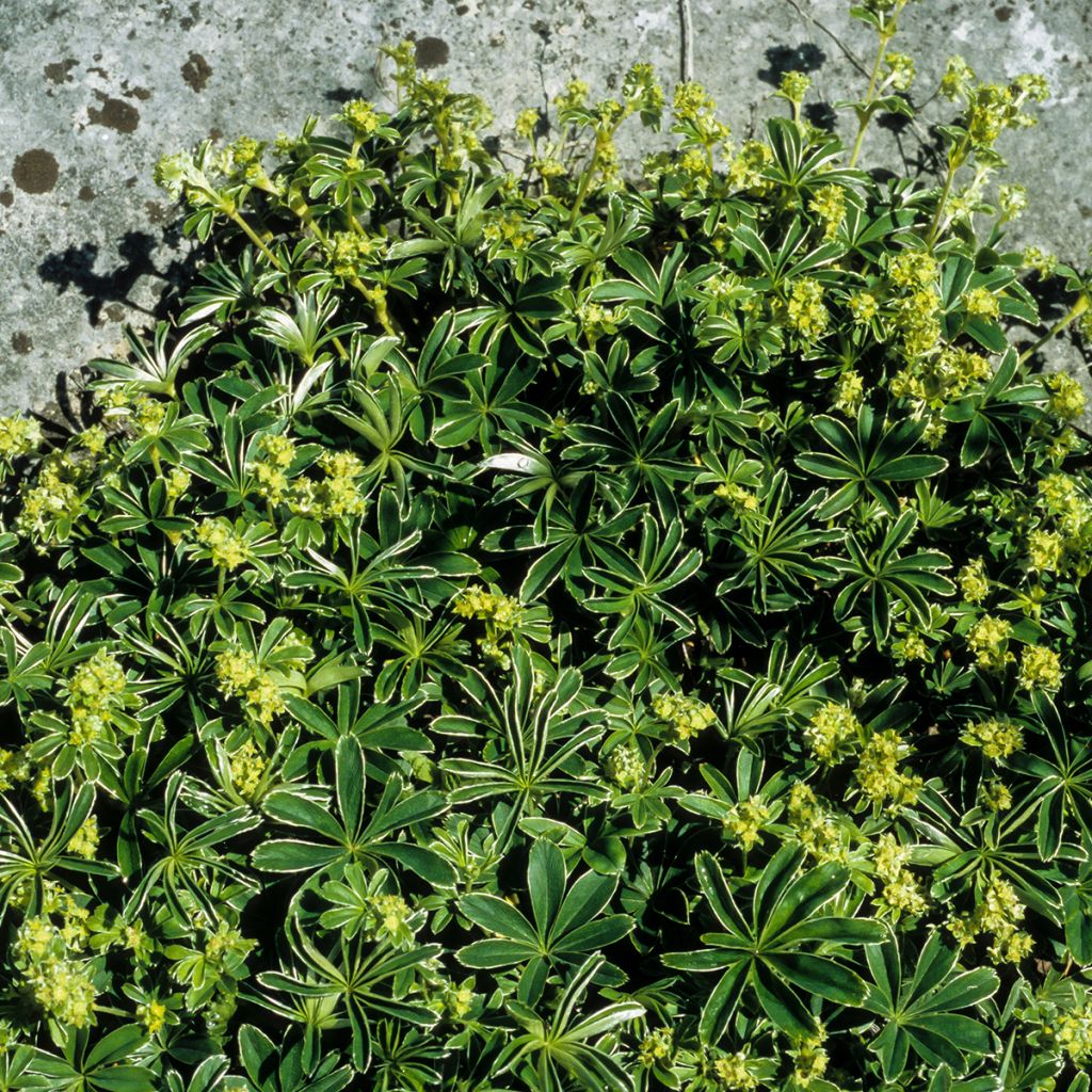Alchemilla  alpina 