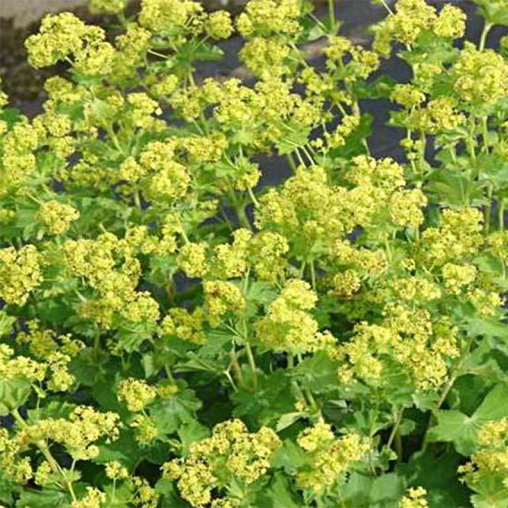 Alchemilla epipsila 