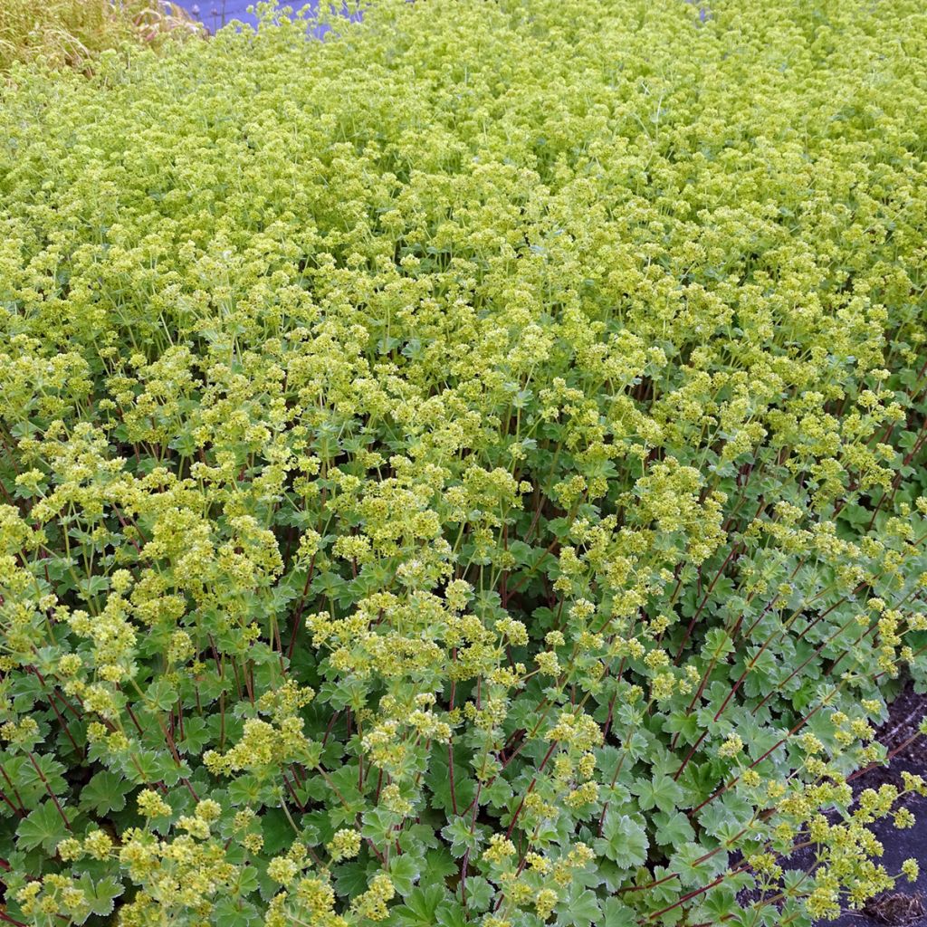 Alchemilla  erythropoda 