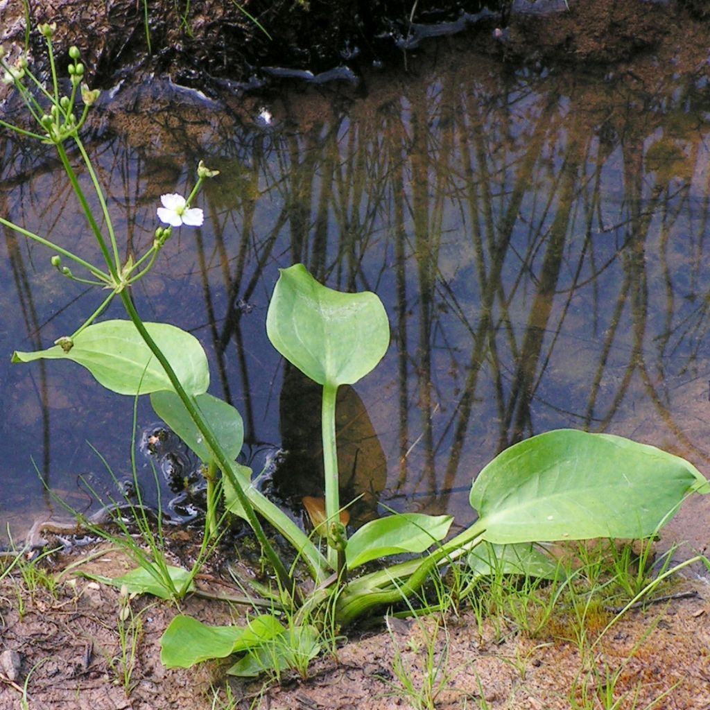 Alisma parviflora 
