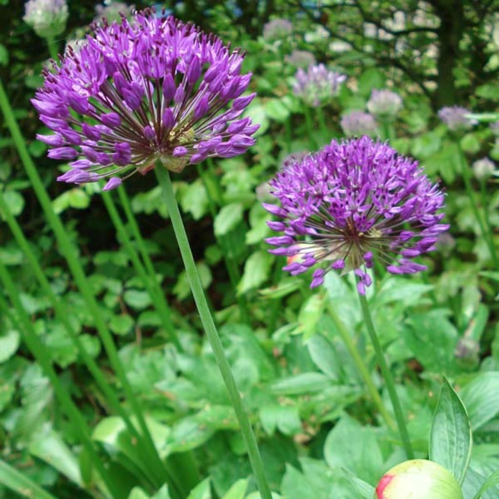 Allium aflatunense Purple Sensation