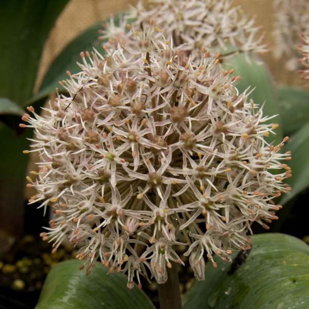 Allium karataviense - Turkish Onion, Kara Tau Garlic
