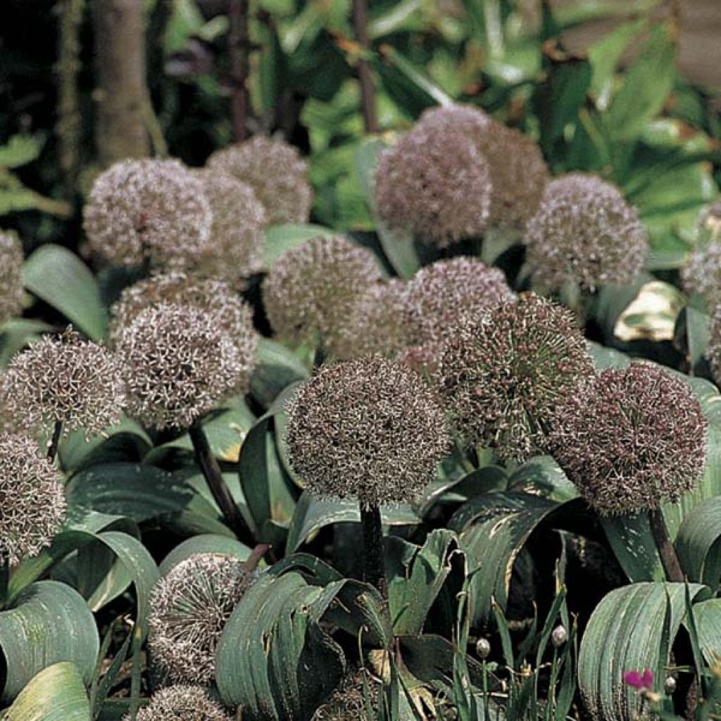 Allium karataviense - Turkish Onion, Kara Tau Garlic