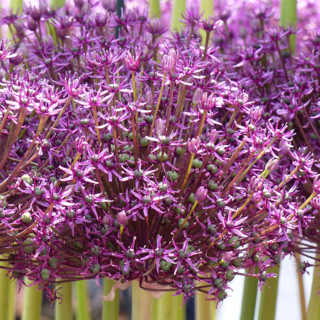 Allium Miami