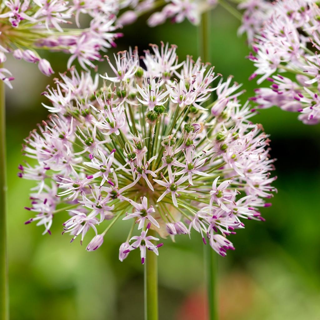 Allium ampeloprasum 