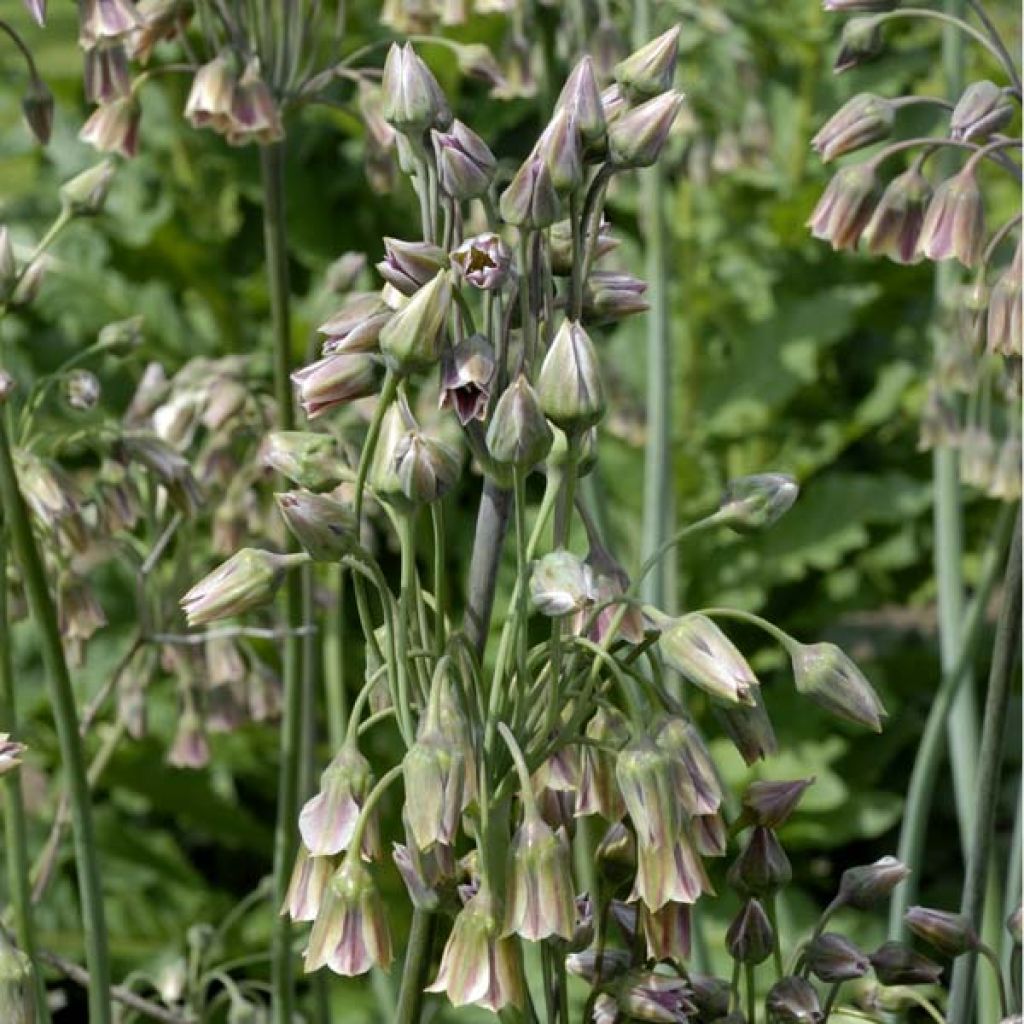 Allium nectaroscordum