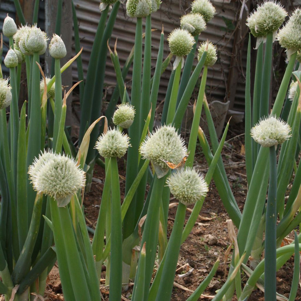White Scallion