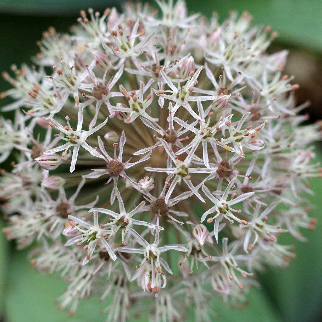 Allium karataviense - Turkish Onion, Kara Tau Garlic
