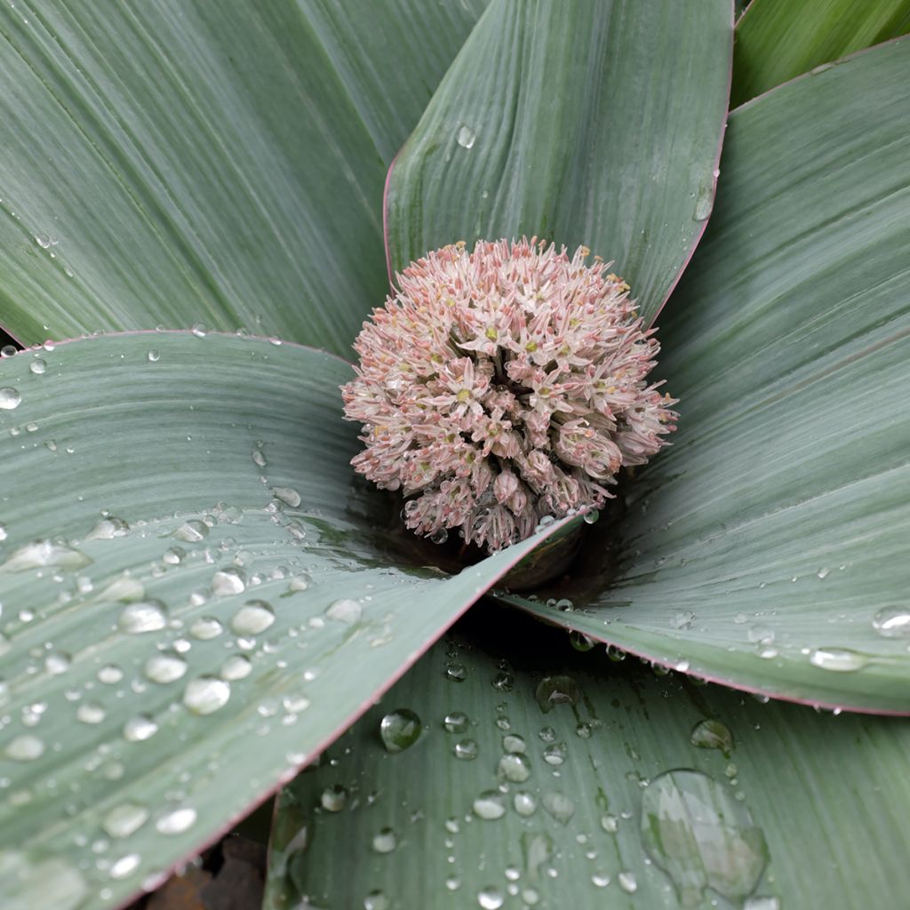 Allium karataviense - Turkish Onion, Kara Tau Garlic