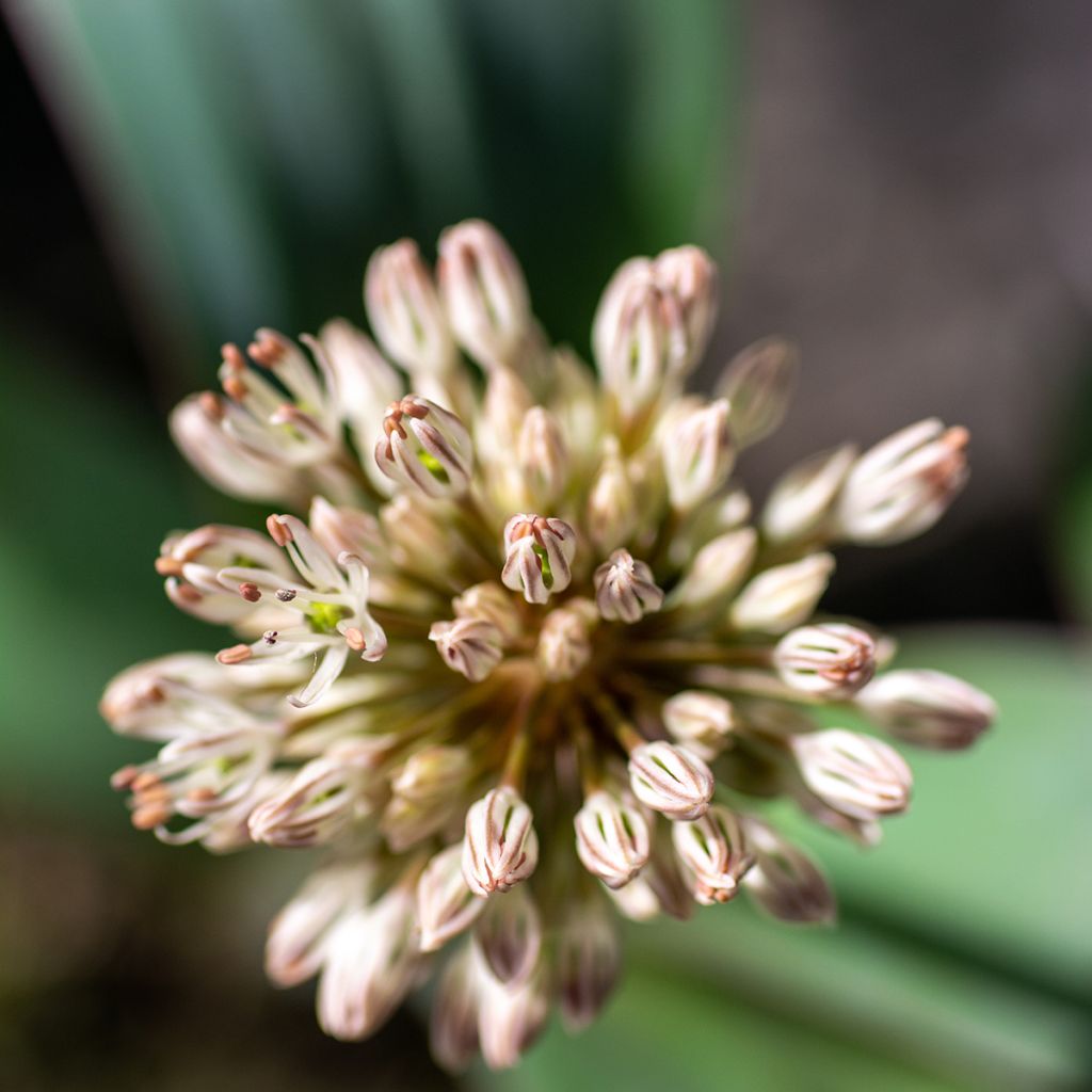 Allium karataviense - Turkish Onion, Kara Tau Garlic
