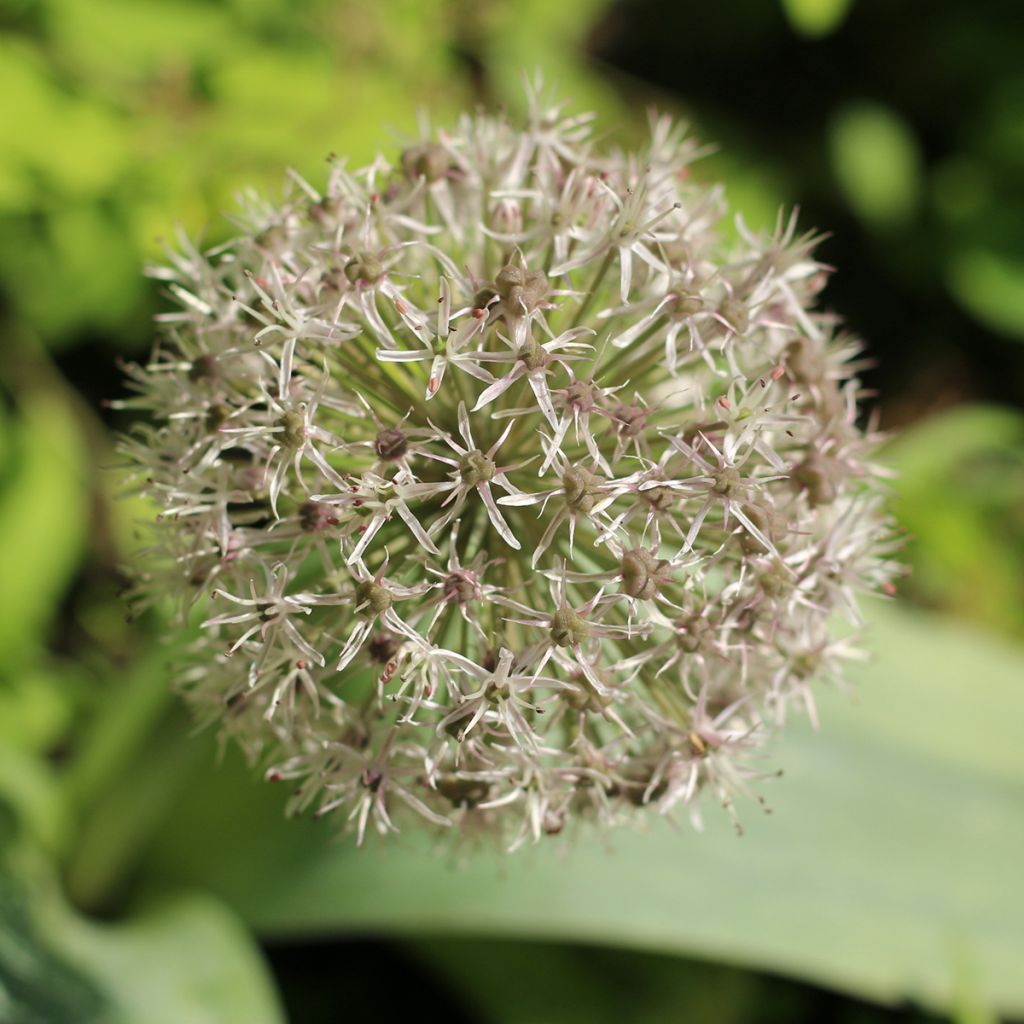 Allium karataviense - Turkish Onion, Kara Tau Garlic