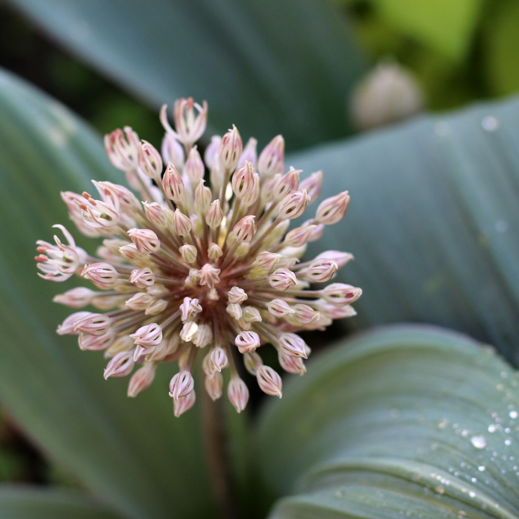 Allium karataviense - Turkish Onion, Kara Tau Garlic
