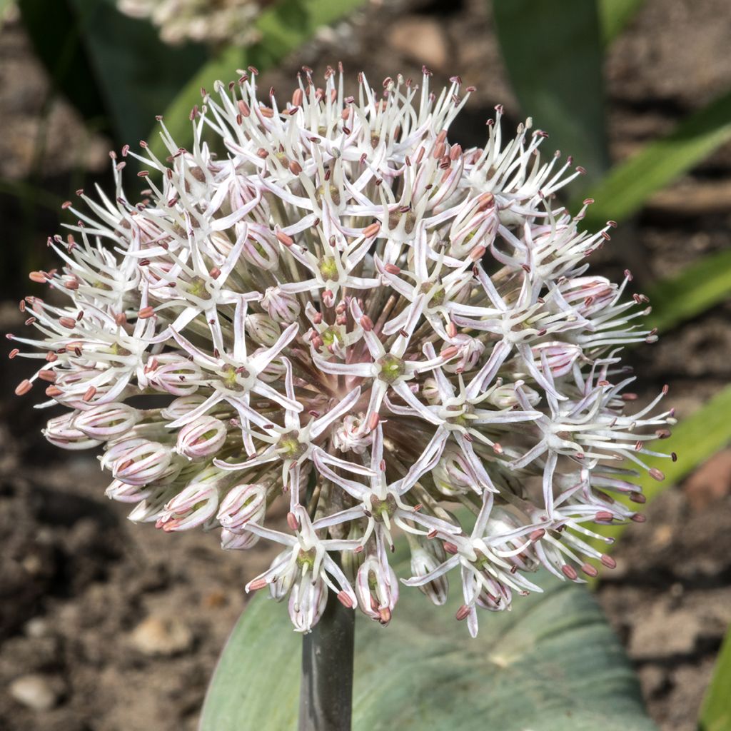 Allium karataviense - Turkish Onion, Kara Tau Garlic