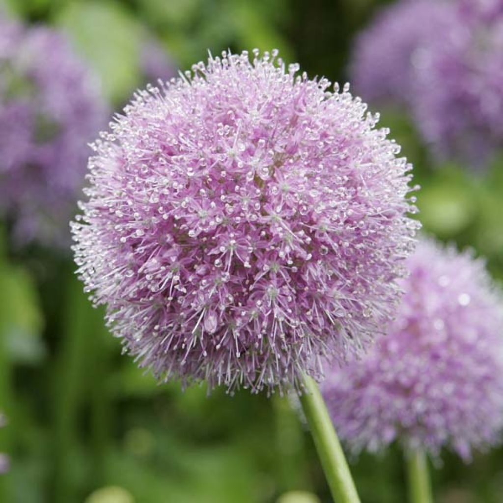 Allium macleanii