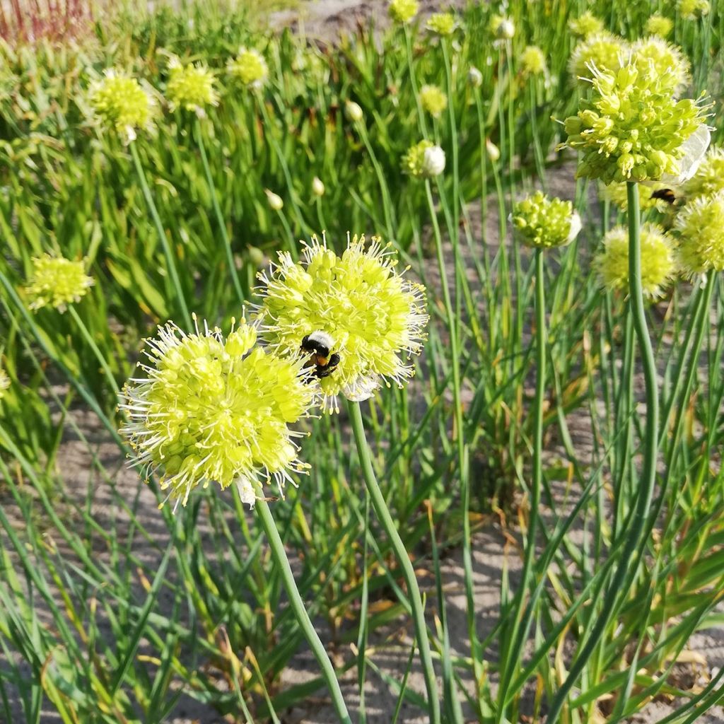 Allium obliquum