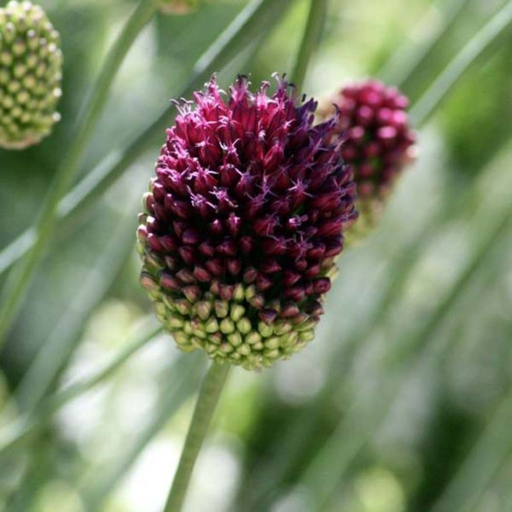 Allium sphaerocephalon