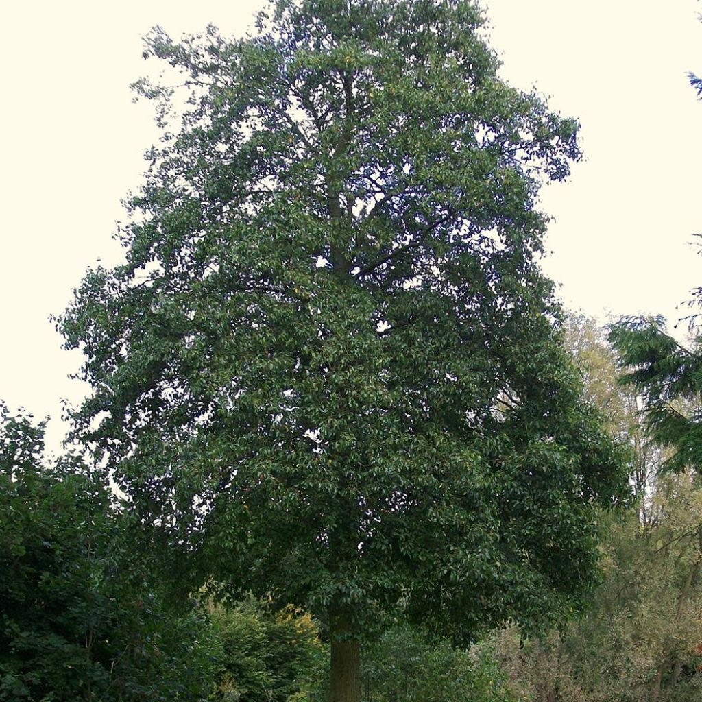 Alnus cordata - Italian Alder