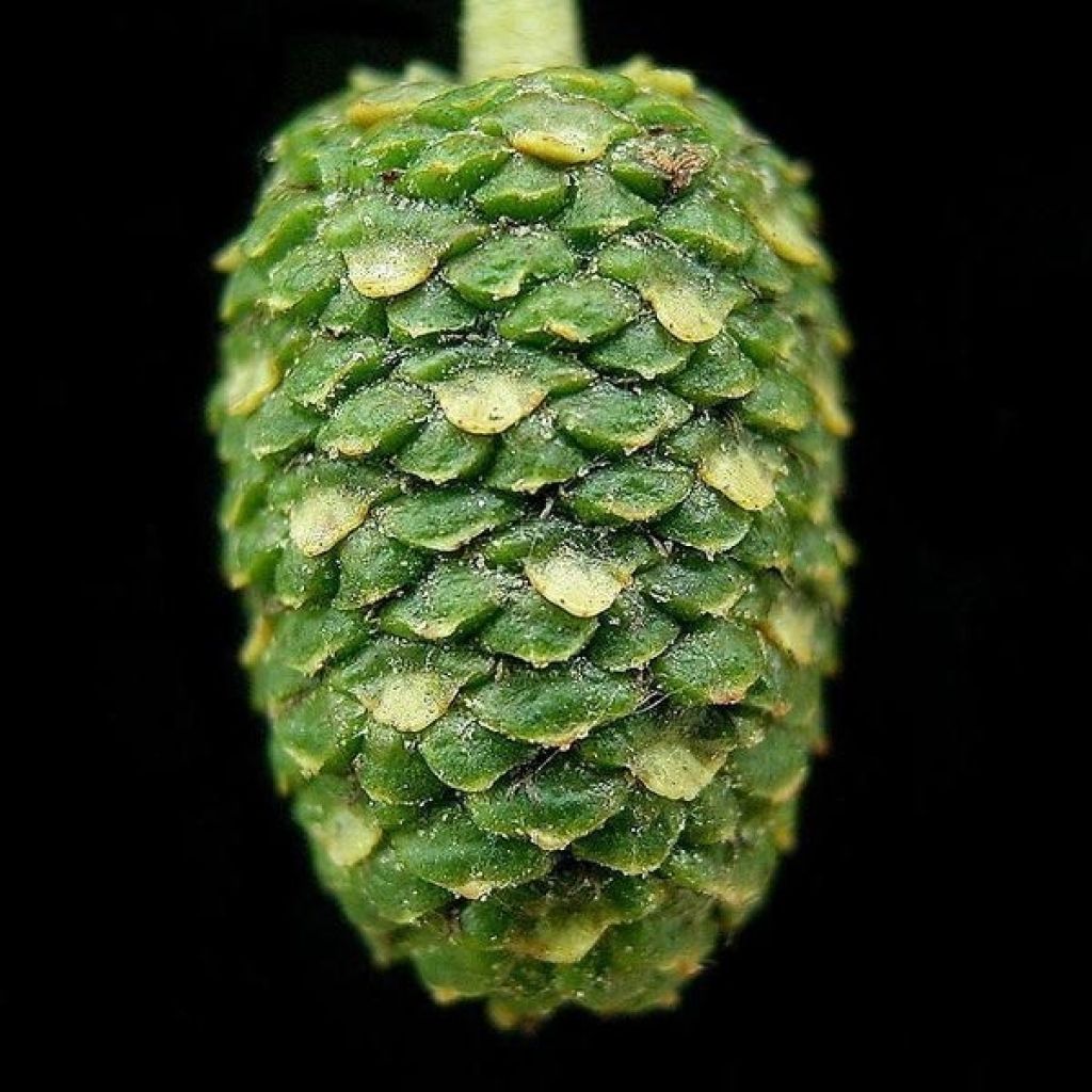 Alnus cordata - Italian Alder