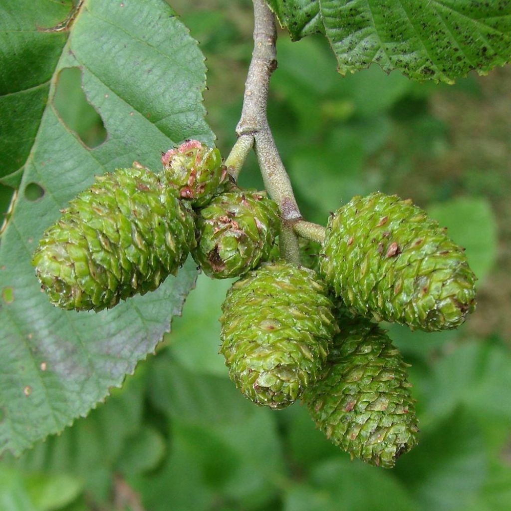 Alnus incana