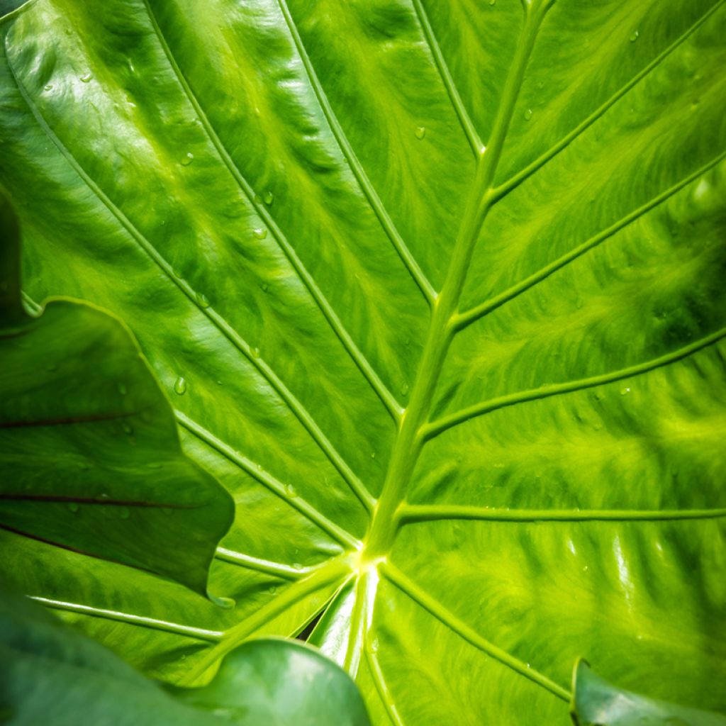 Alocasia macrorrhizos Violacea - Elephant's ears plant