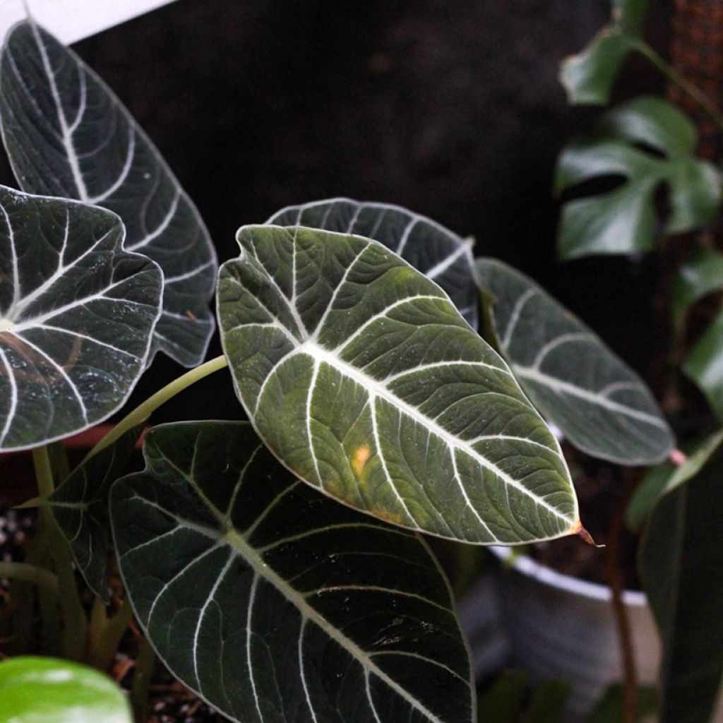 Alocasia Black Velvet - Elephant's ears plantEar